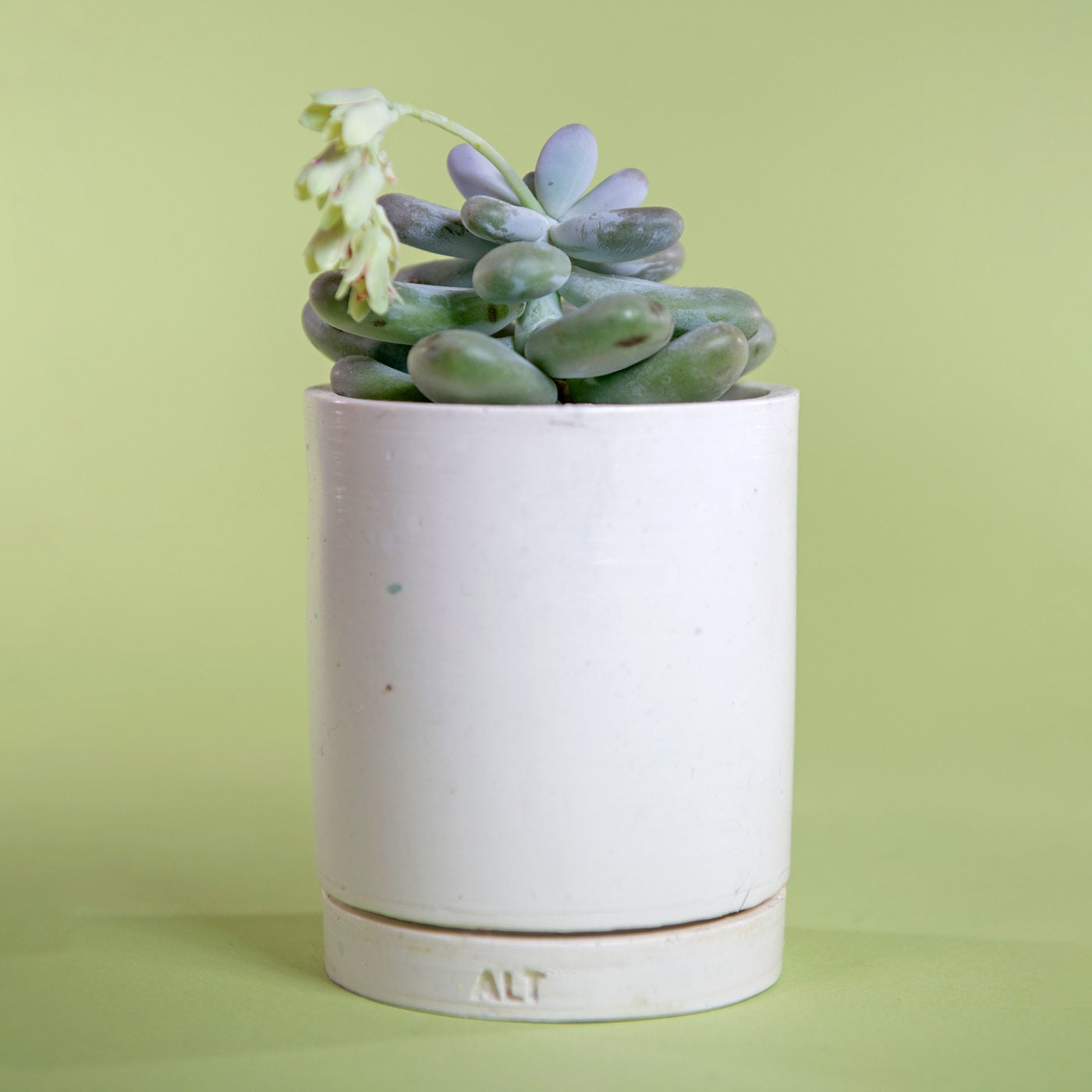 Cylindrical white planter with succulents on a light green background