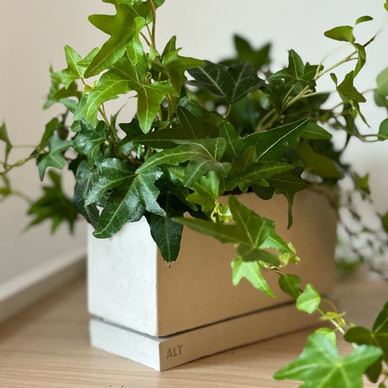 Green potted grey rectangular plant pot on a wooden surface with a neutral background