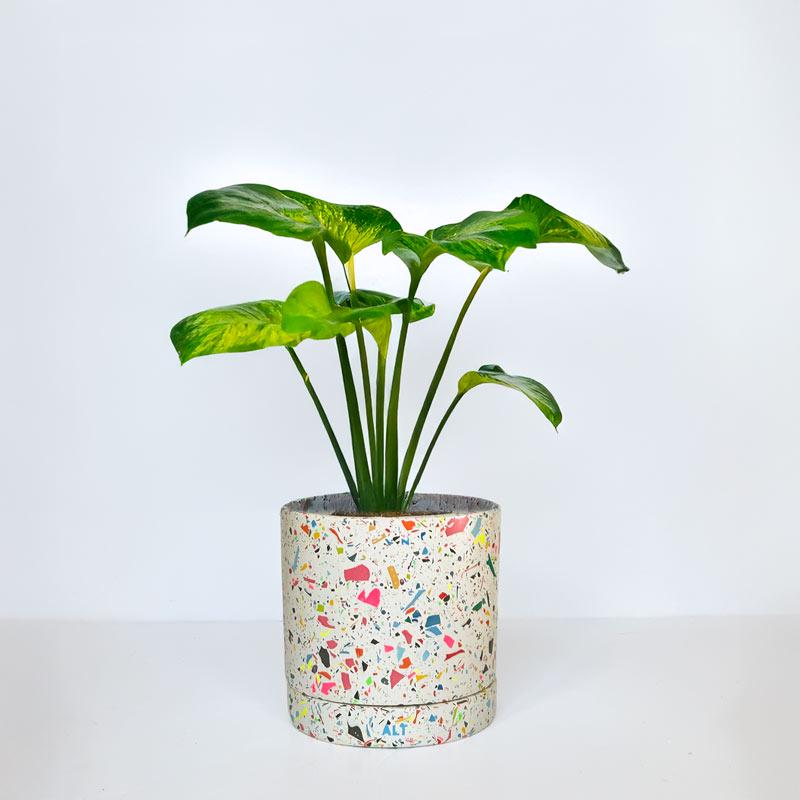 Potted plant with a colourful rainbow terrazzo pot on a white background