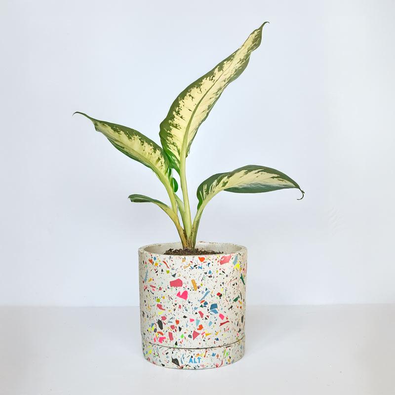 Potted plant with a colourful rainbow terrazzo pot on a white background