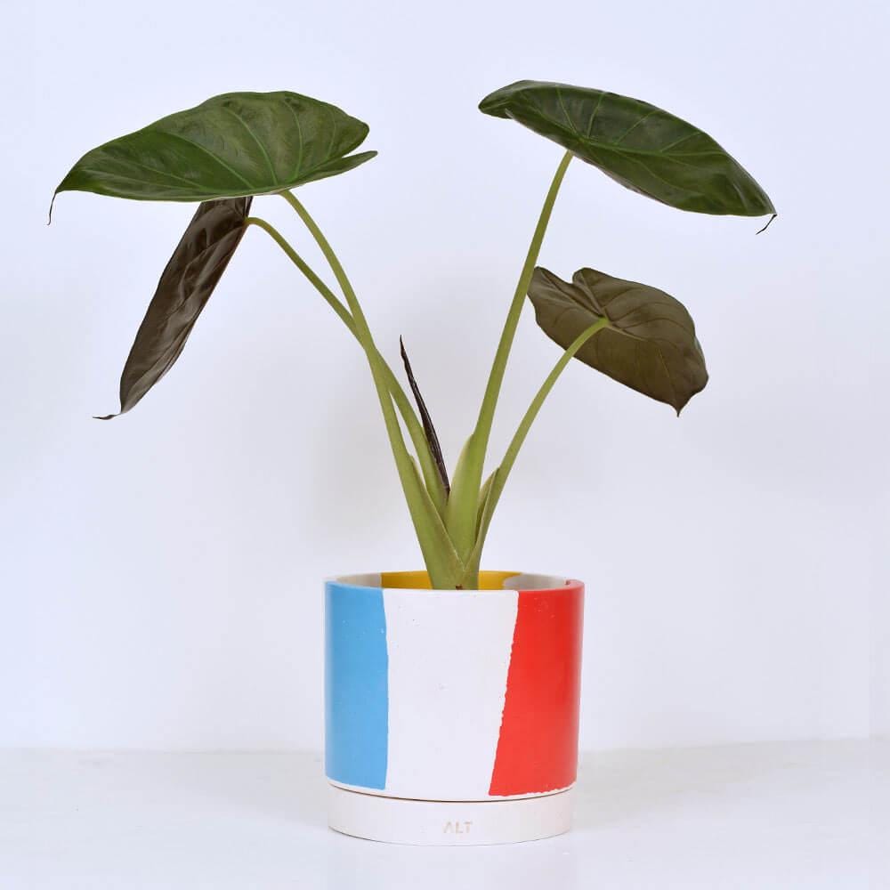 Potted plant with Chunky Cylindrical plant pot with blue, yellow and red stripes on a white background
