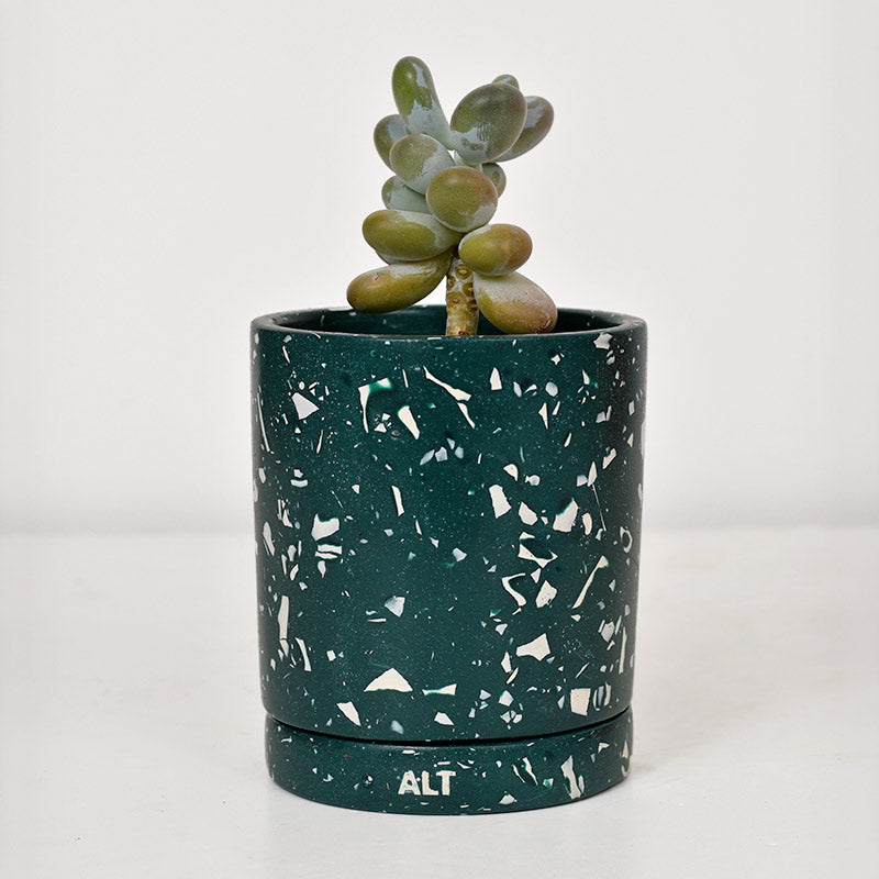 A small succulent plant in a dark green terrazzo planter with white speckles and a matching saucer base, photographed against a clean white background.