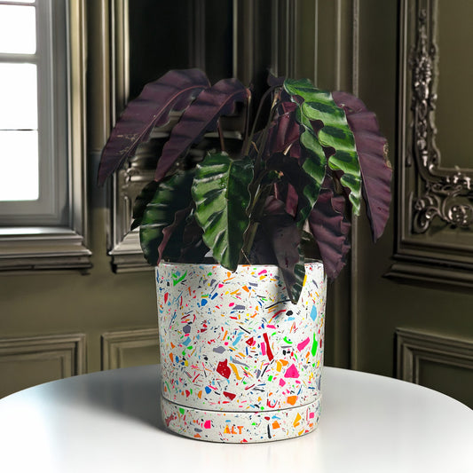 Rainbow terrazzo plant pot with a plant on a table against a decorative wall.