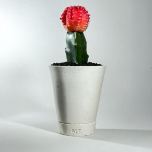 White angular plant pot planter with drainage holes and a saucer tray with cactus