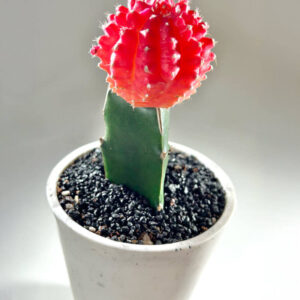 A close up image of white angular plant pot planter with drainage holes and a saucer tray with cactus
