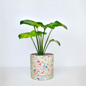 Large handmade Jesmonite terrazzo indoor plant pot with colorful rainbow pattern, drainage holes and saucer tray with indoor house plant, eco-friendly planter for houseplants